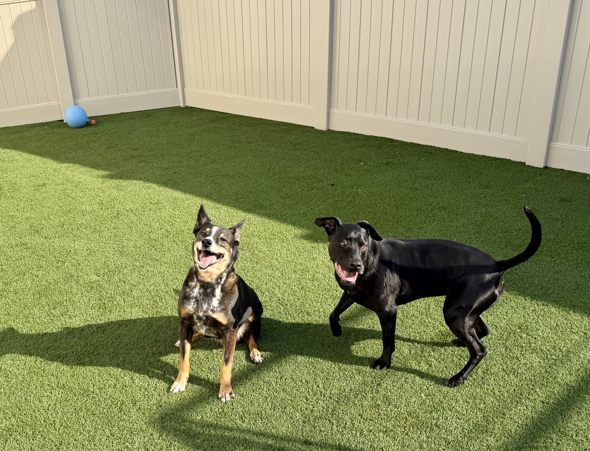 Outdoor exercise area at Plainfield Pet Resort