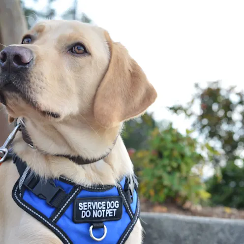 Service dog outside Service dog outside