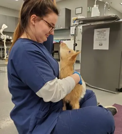 Thiensville-Mequon Small Animal Clinic 0229 - Kylie Thiensville-Mequon Small Animal Clinic 0229 - Kylie