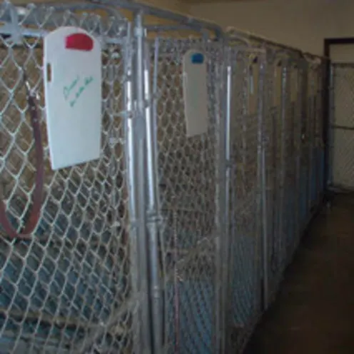 Spacious dog kennels at Animal Clinic of Rapid City 