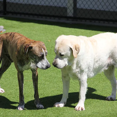 Lauderdale Pet Lodge Dog Meetup