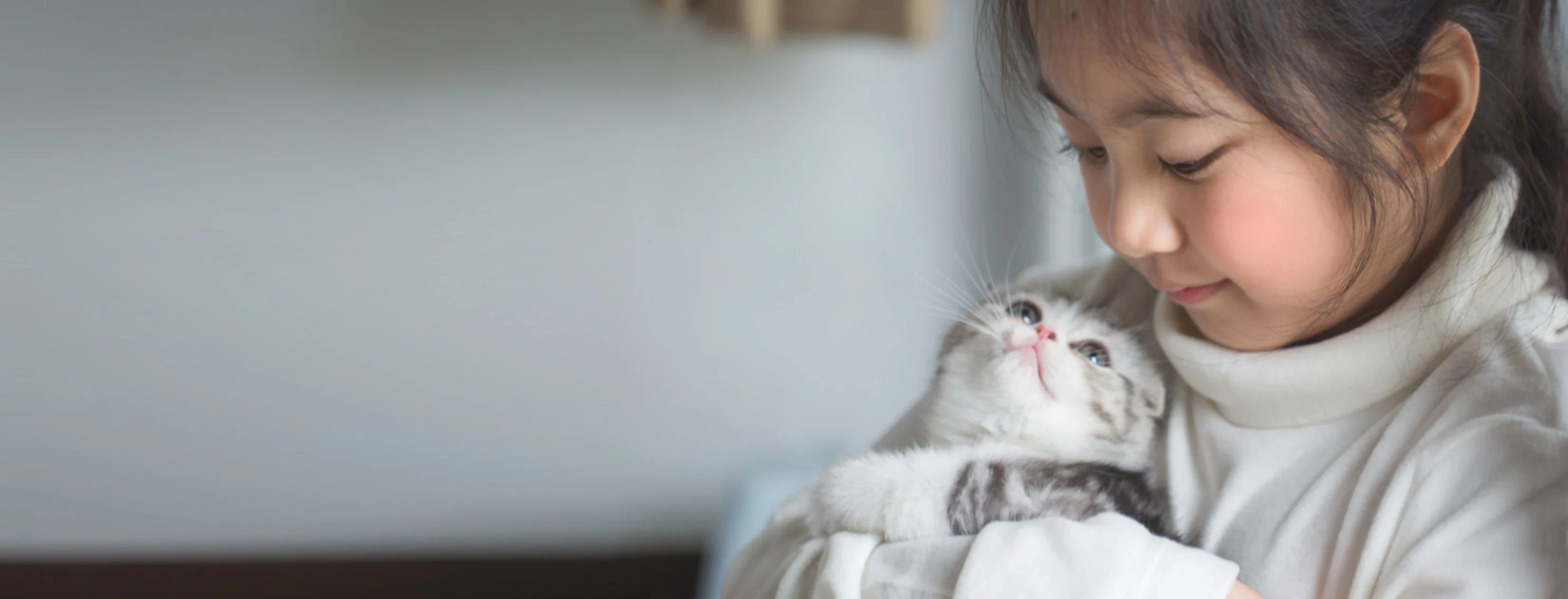 Girl Holding a Gray Kitten at Home Girl Holding a Gray Kitten at Home
