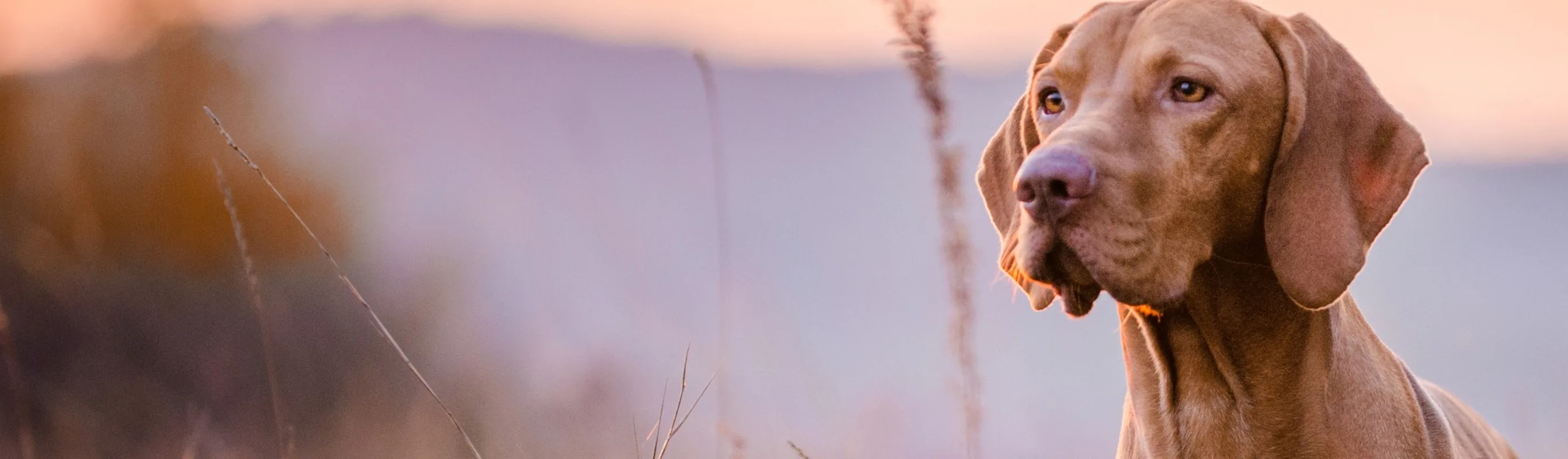 Dog standing in tall grass