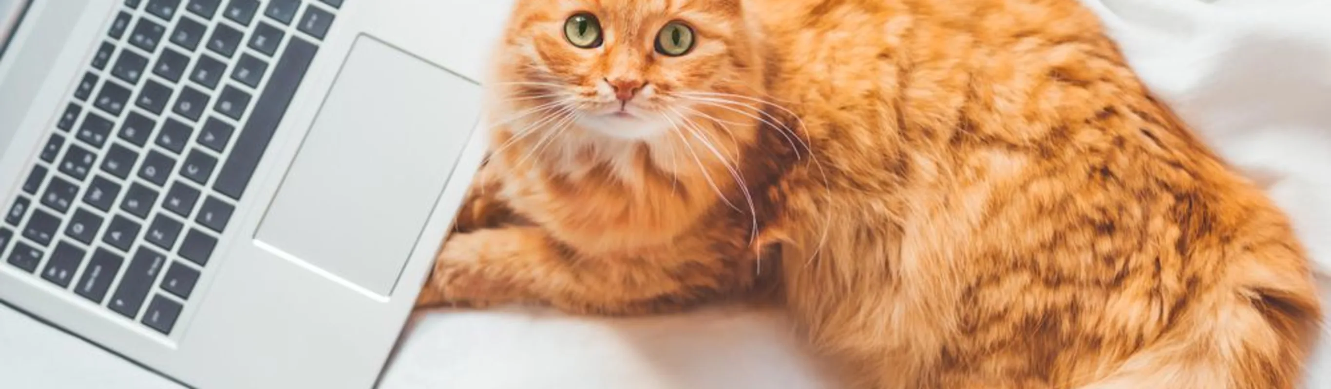 Photo of an orange cat laying down near a laptop Photo of an orange cat laying down near a laptop
