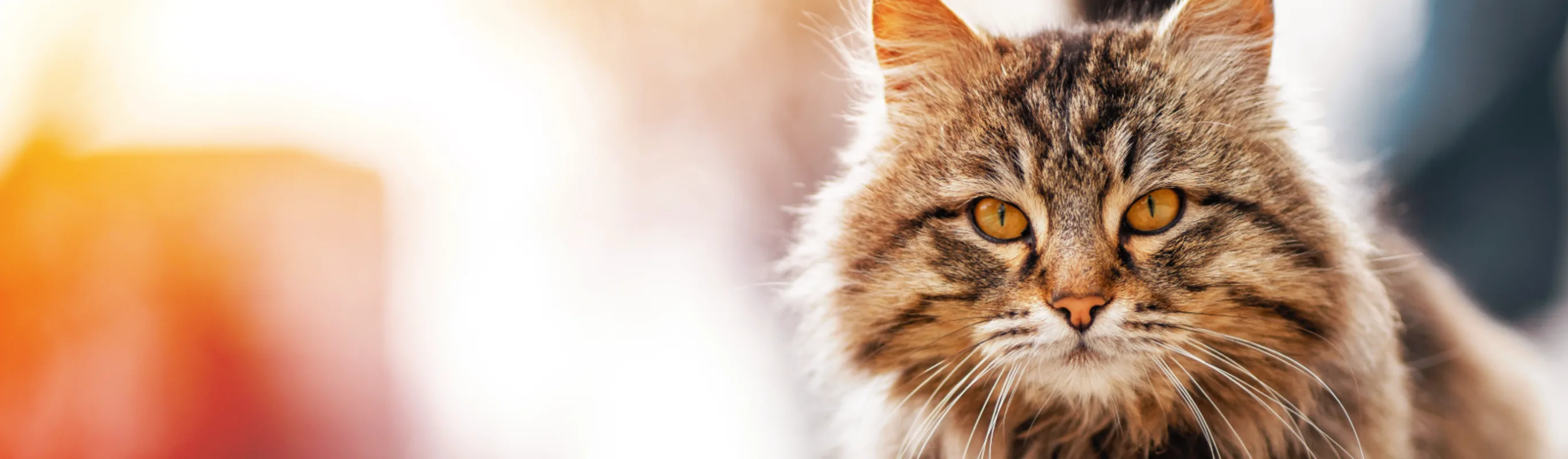 Cat with blurry background Cat with blurry background