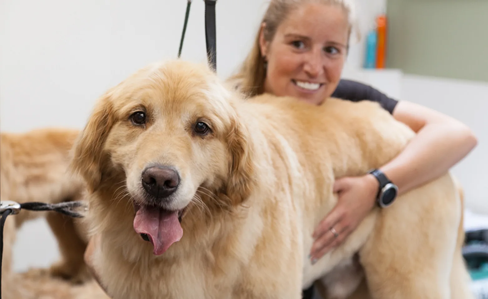 Groomer hugging Big Golden Retriever Groomer hugging Big Golden Retriever