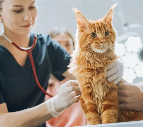 Staff member using a stethoscope on an orange cat Staff member using a stethoscope on an orange cat