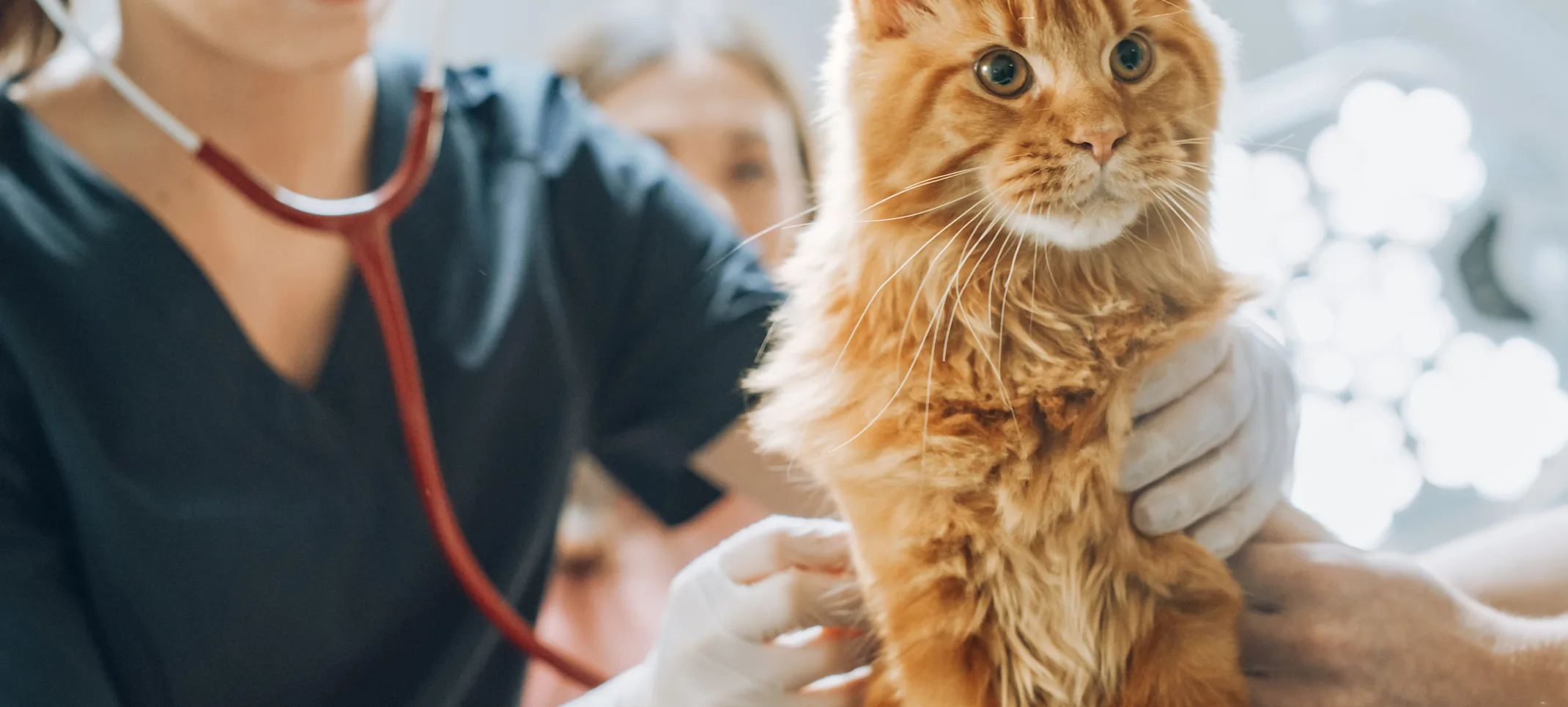 Staff member using a stethoscope on an orange cat Staff member using a stethoscope on an orange cat