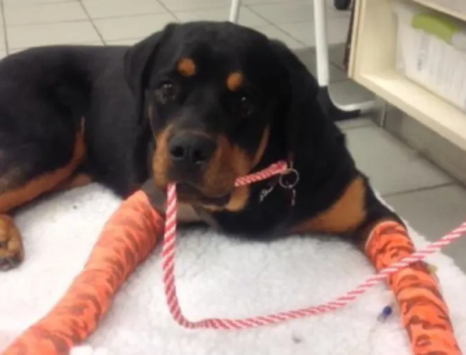 What is Arthroscopy at Veterinary Emergency and Referral Hospital of West Toronto What is Arthroscopy at Veterinary Emergency and Referral Hospital of West Toronto