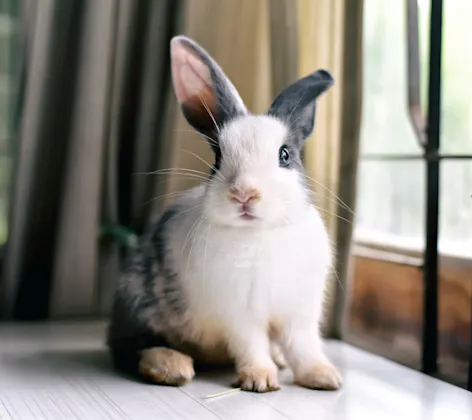 Rabbit sitting on a table inside