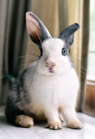 Rabbit sitting on a table inside