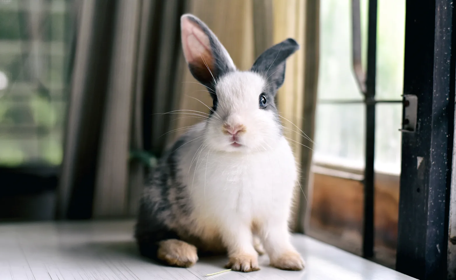 Rabbit sitting on a table inside