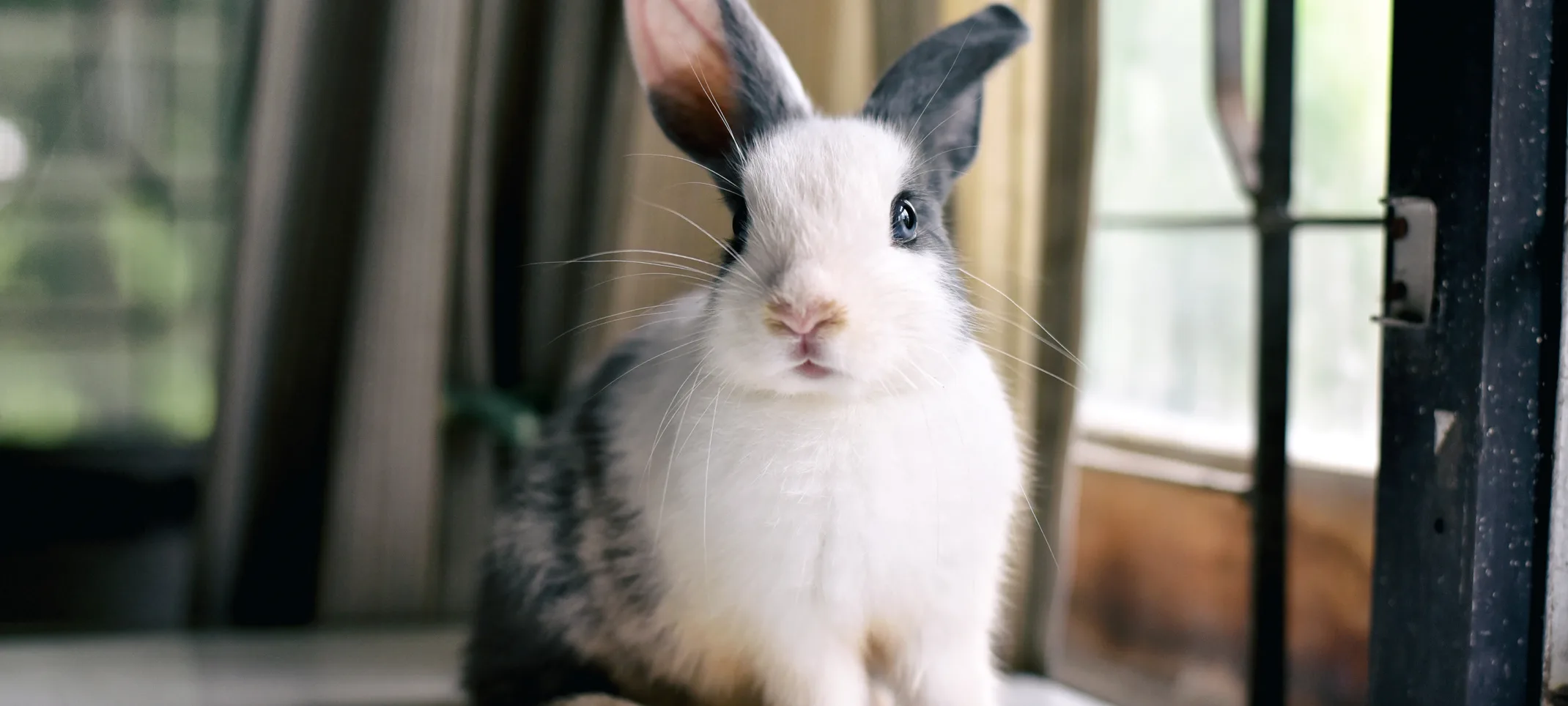 Rabbit sitting on a table inside