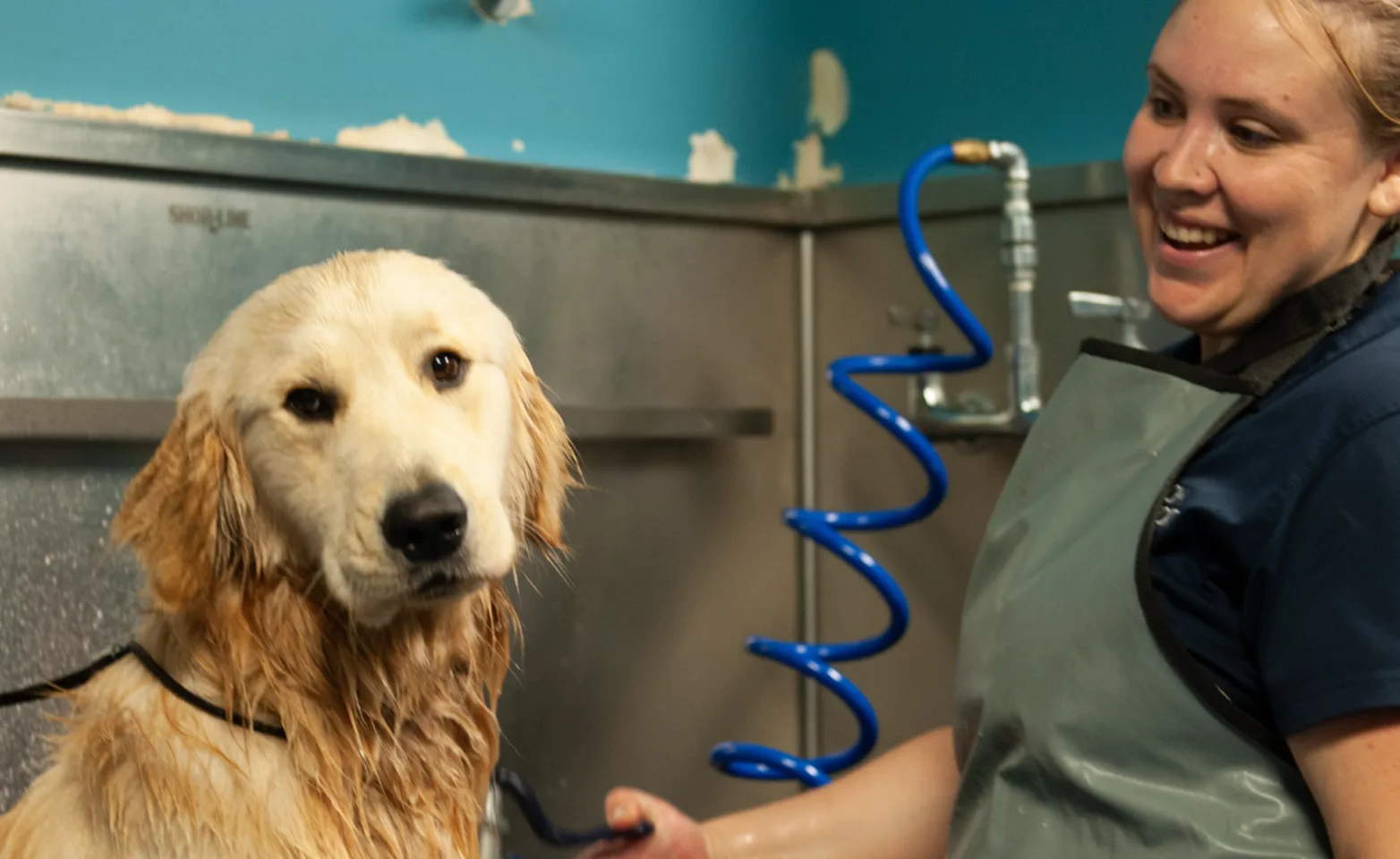 Dog being groomed Dog being groomed
