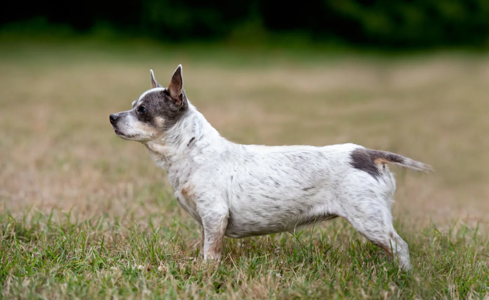 A small dog standing in grass A small dog standing in grass