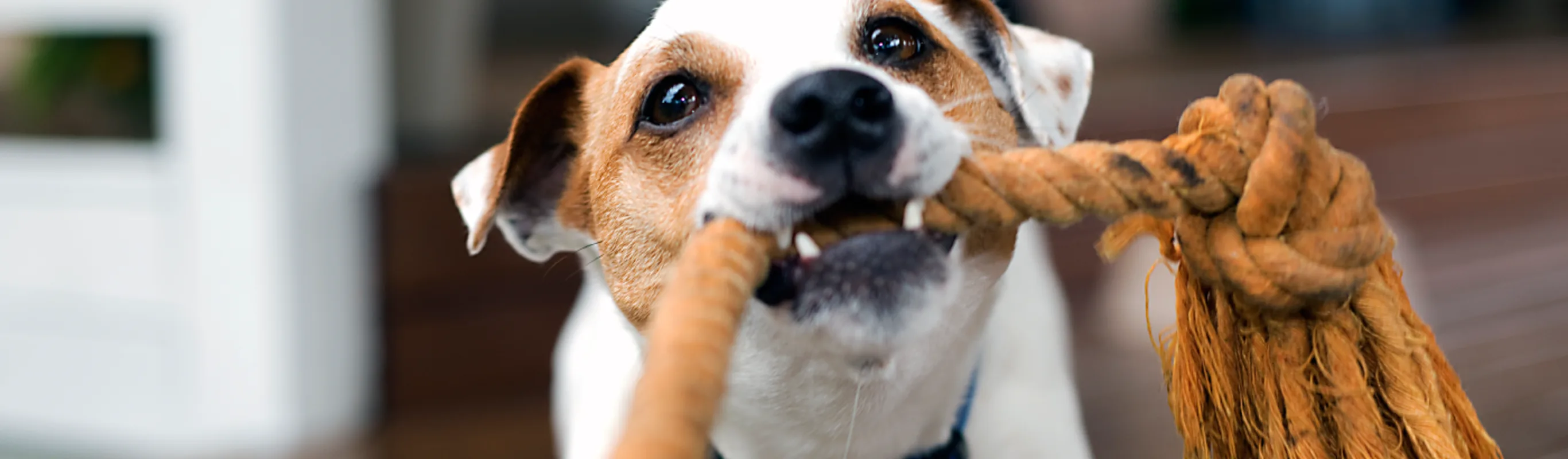 Dog paying tug with rope Dog paying tug with rope