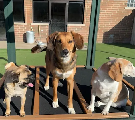 3 dogs standing on daycare platform 3 dogs standing on daycare platform