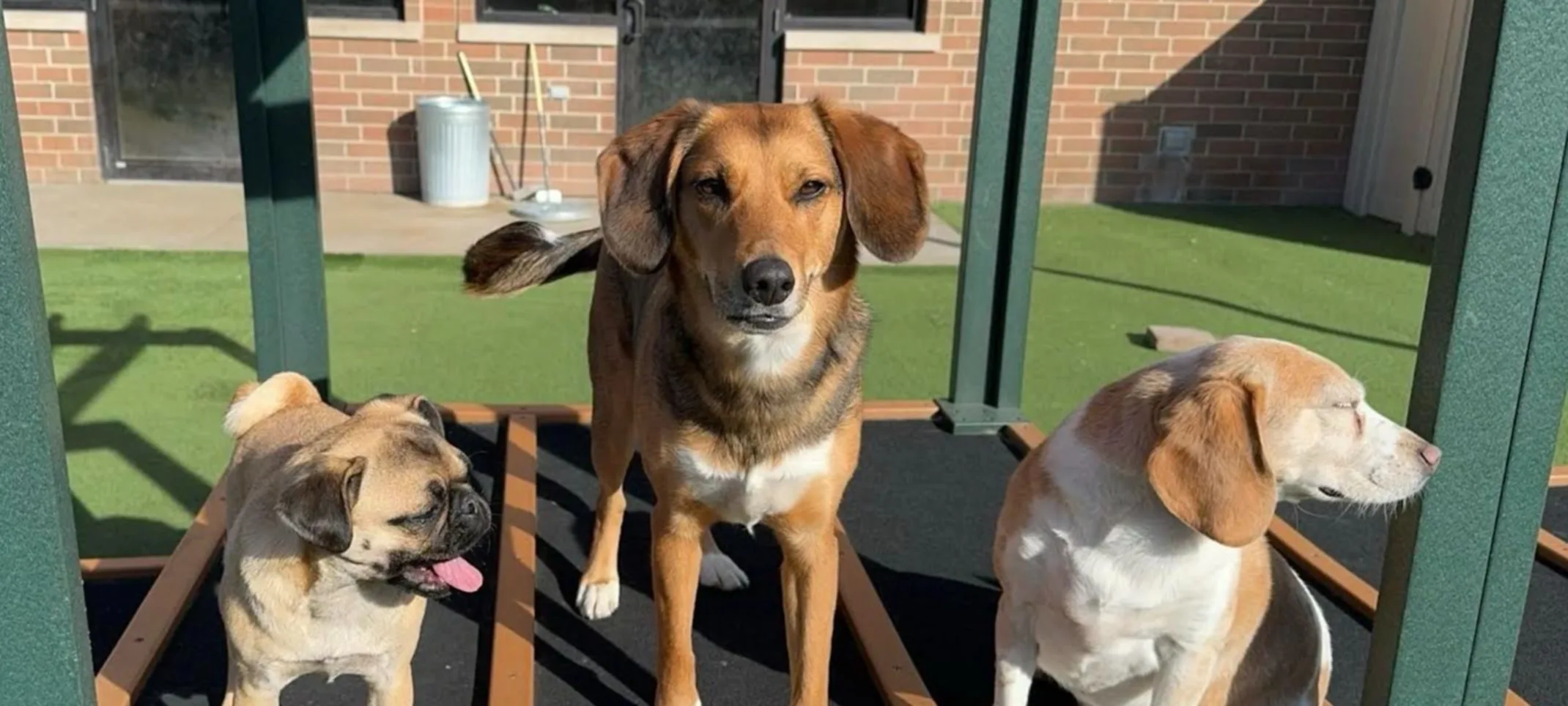 3 dogs standing on daycare platform 3 dogs standing on daycare platform