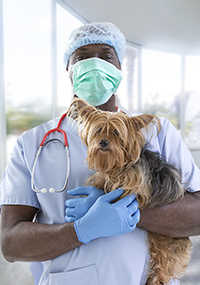 Vet Holding A Dog with Red Stethoscope