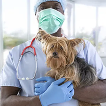 Vet Holding A Dog with Red Stethoscope