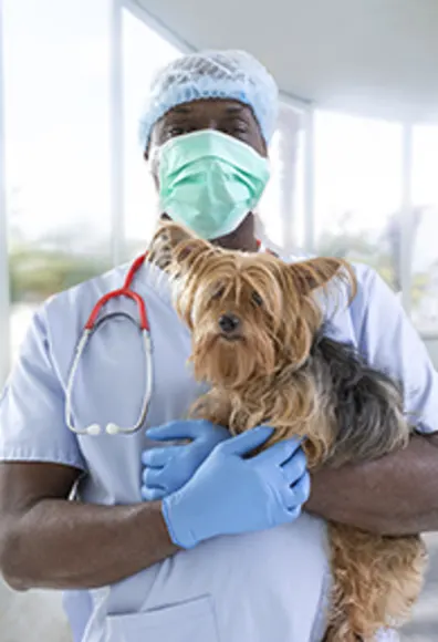 Vet Holding A Dog with Red Stethoscope Vet Holding A Dog with Red Stethoscope