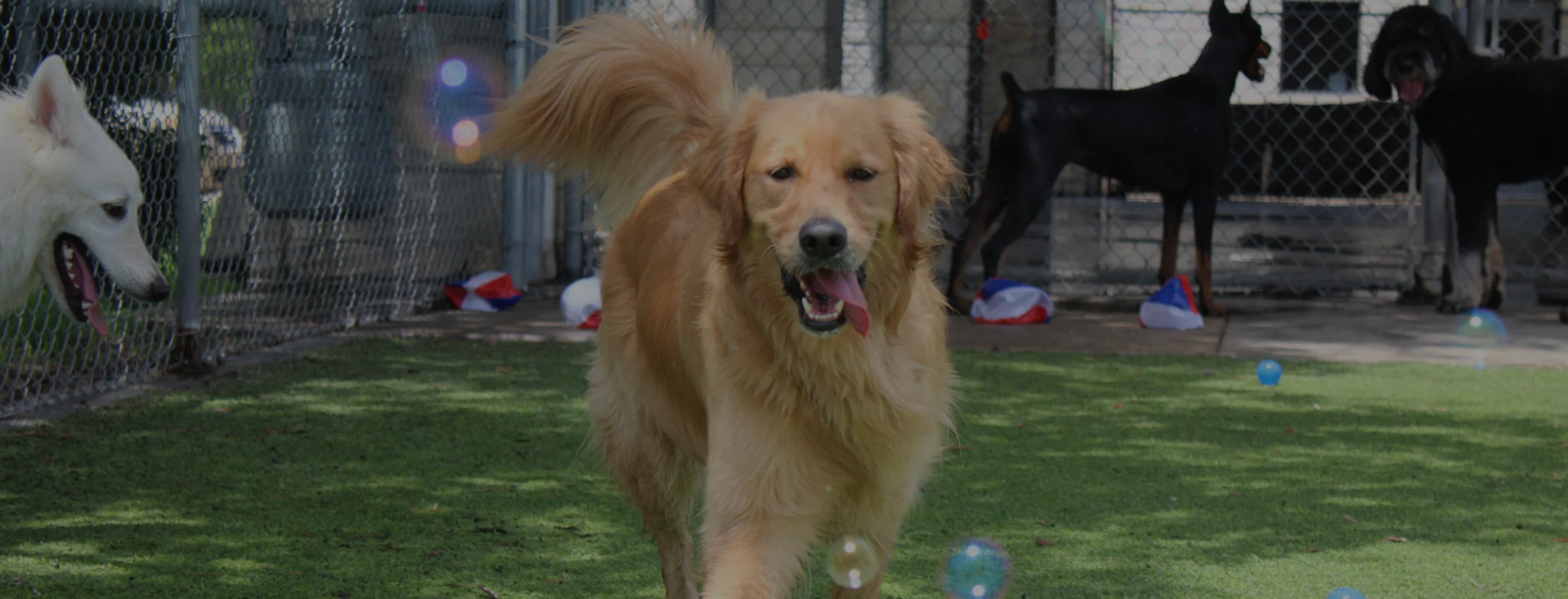 Golden Retriever running with bubbles Golden Retriever running with bubbles
