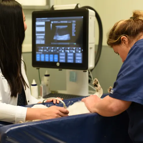 Mundelein Animal Hospital staff examining a dog