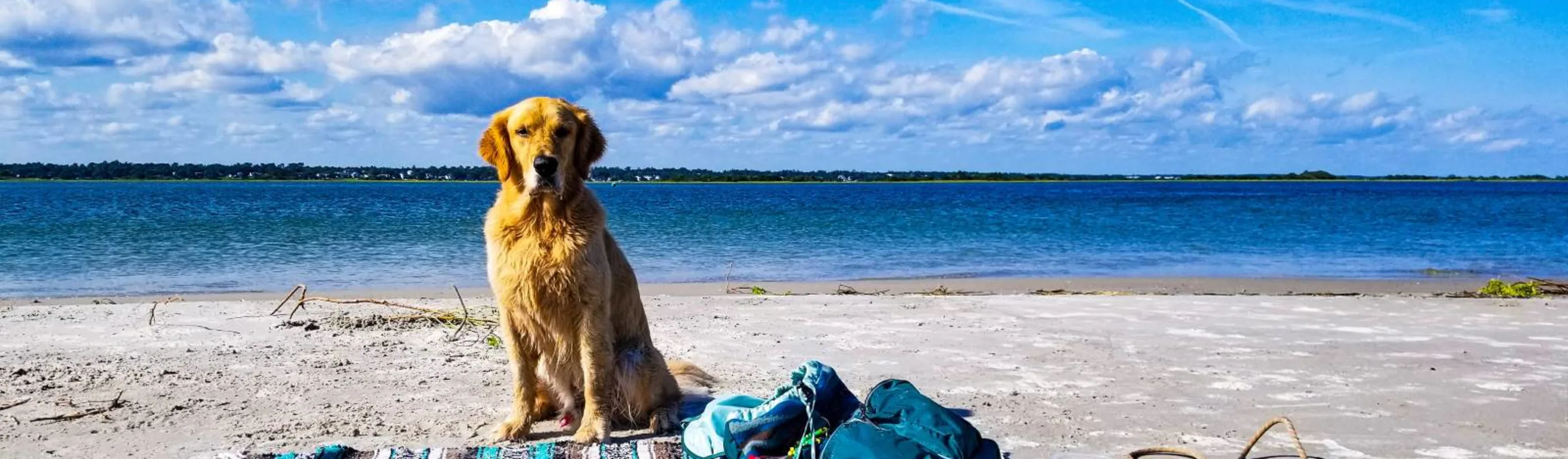 dog standing on a beach with a picnic blanket dog standing on a beach with a picnic blanket