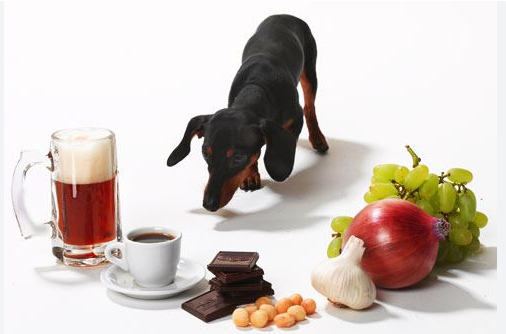 dog surrounded by toxic foods