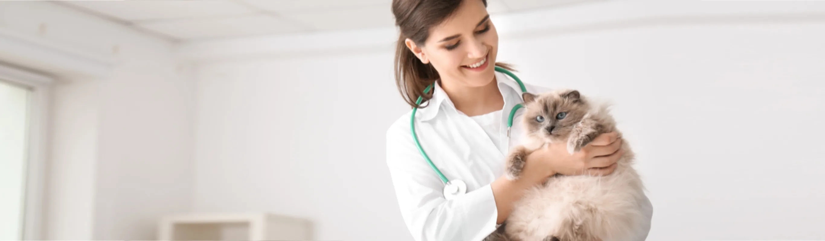 Veterinarian Holding a Brown Cat