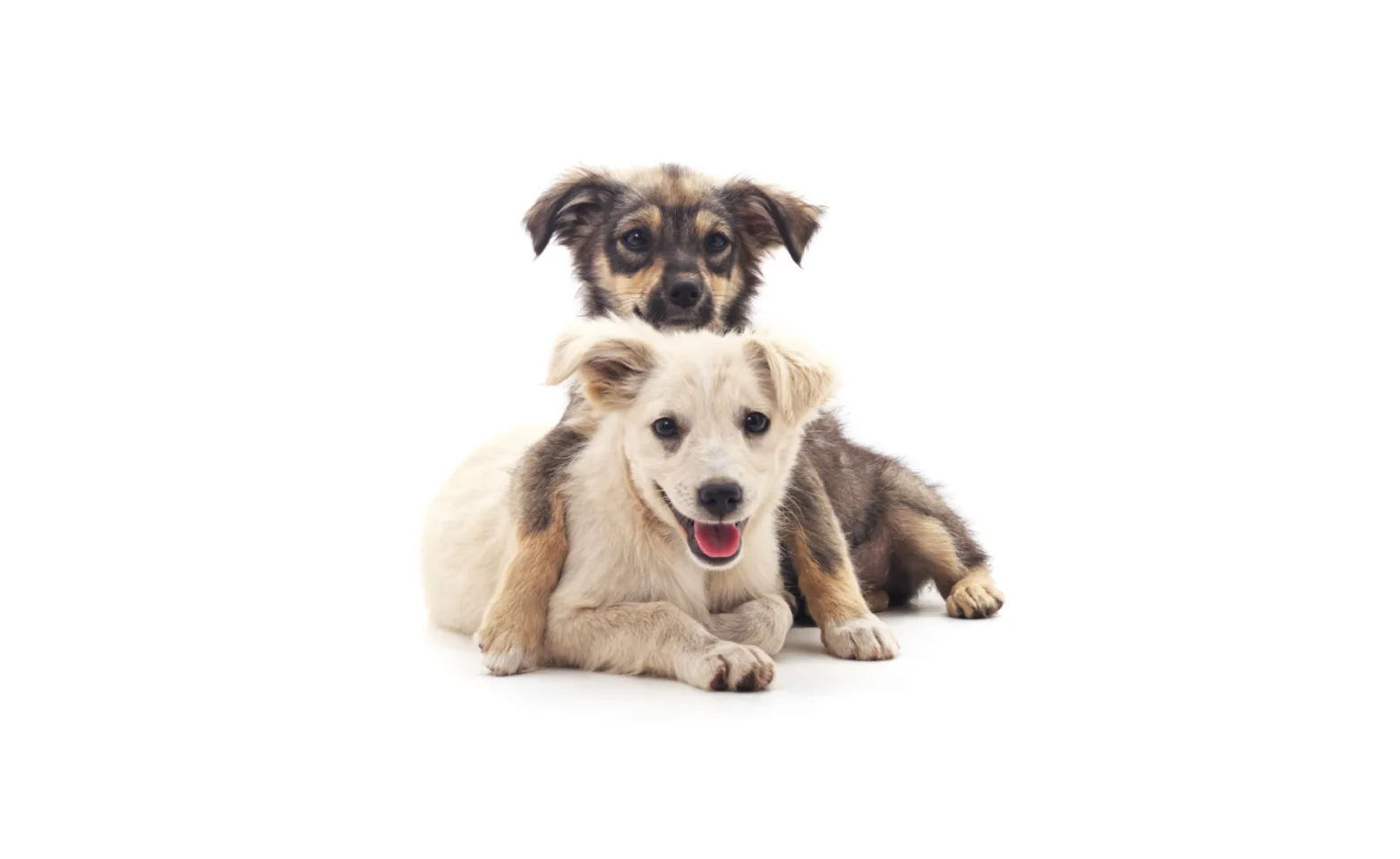 Two Puppies Cuddling Two Puppies Cuddling