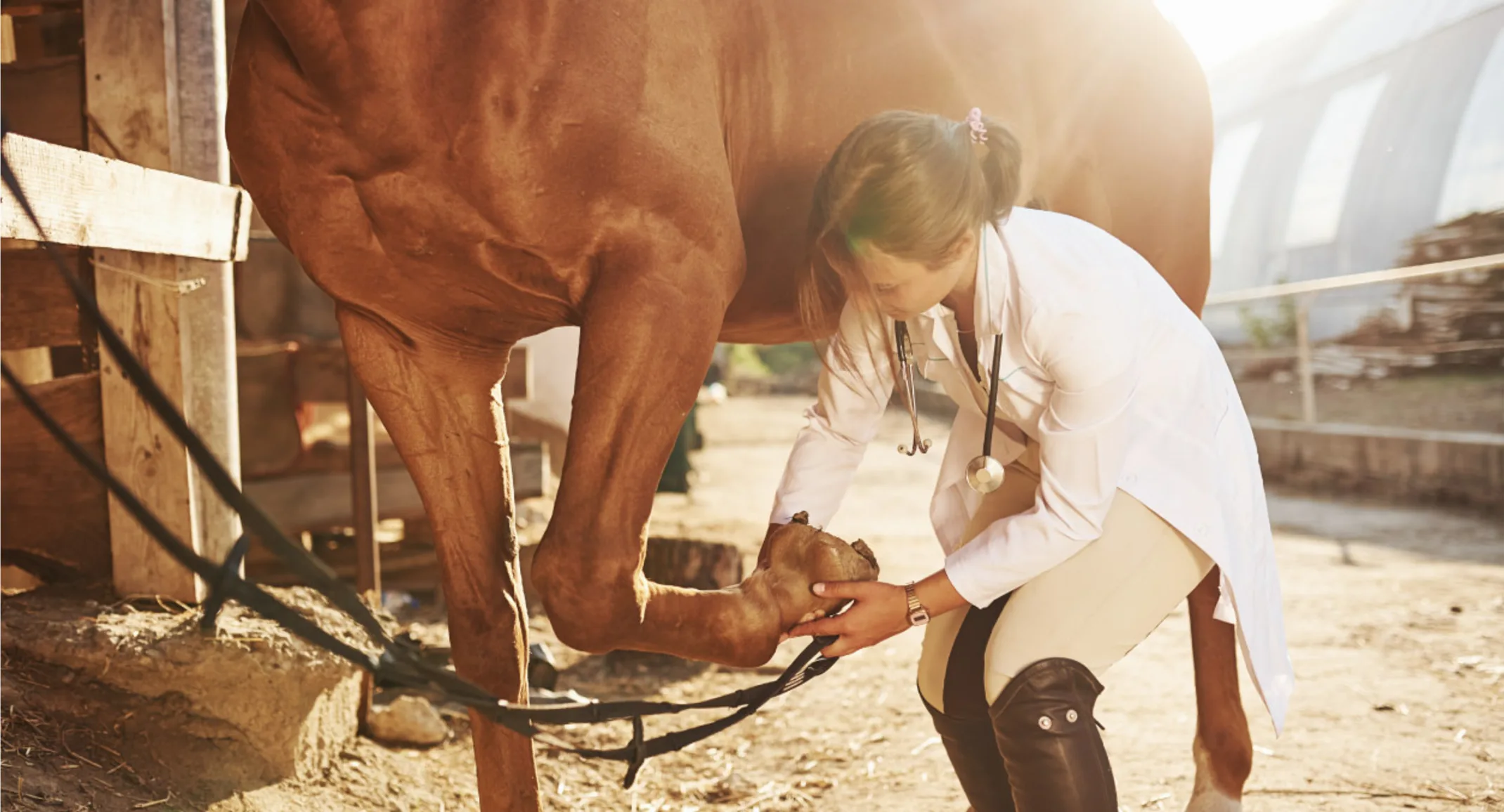Doctor Examines Horse Foot/Leg