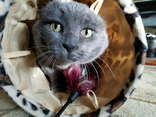 Smokey Whitfield, 2016