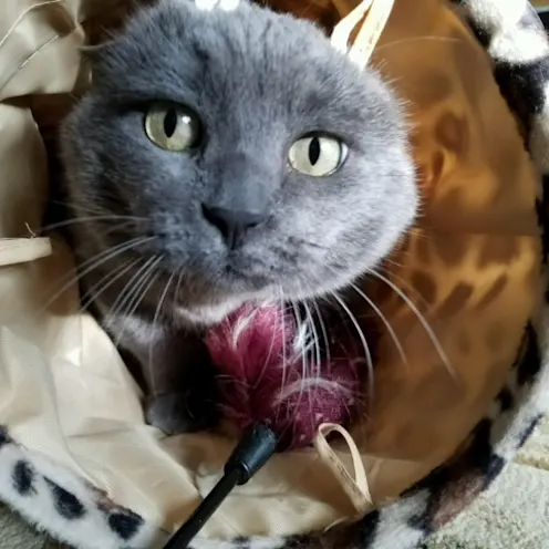 Smokey Whitfield, 2016 Smokey Whitfield, 2016