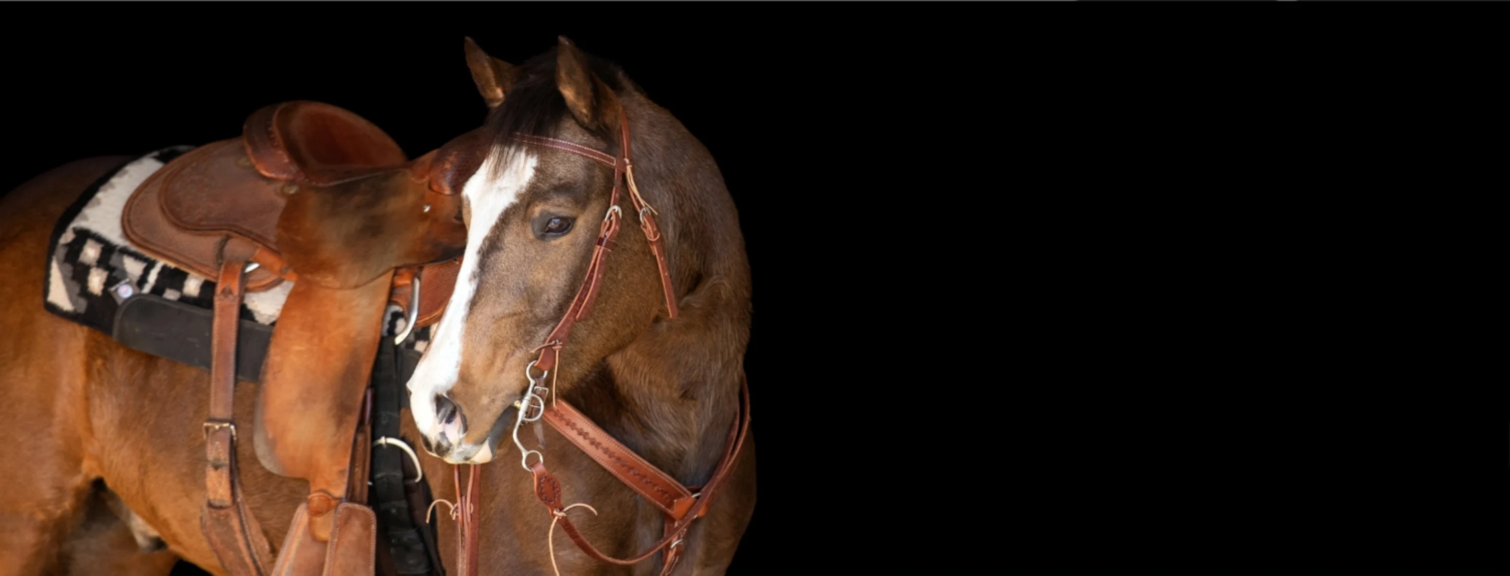 Western Horse with saddle Western Horse with saddle