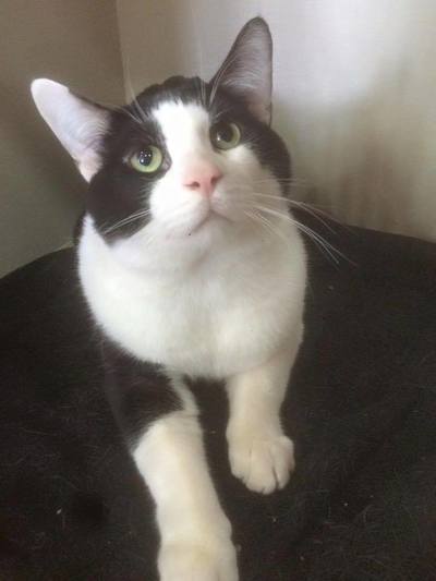 Black and grey cat with green eyes