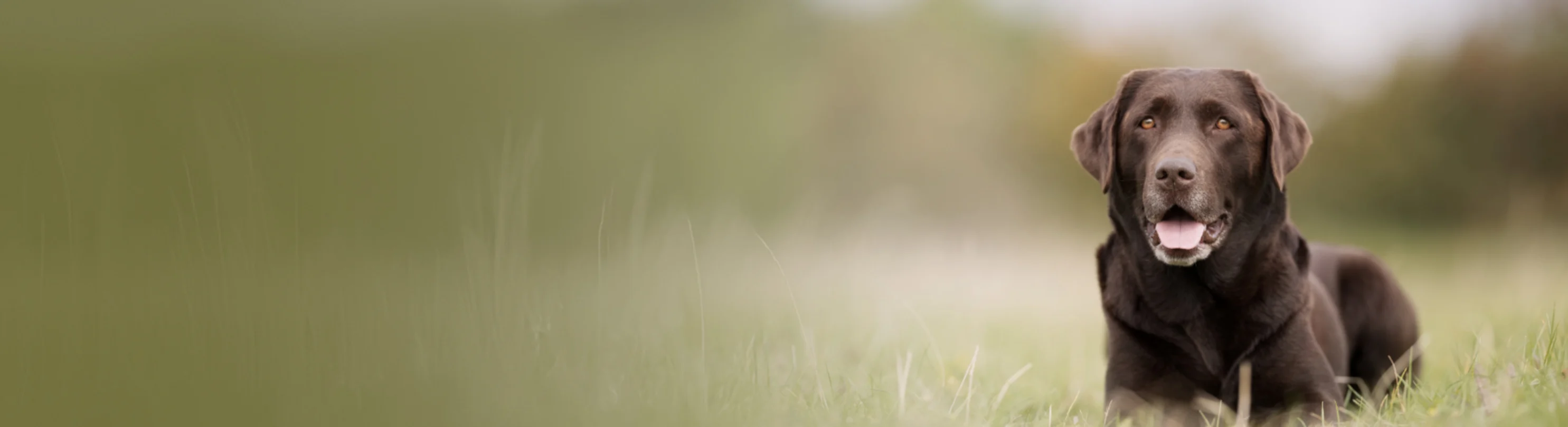 Brown Labrador Retriever Dog Sitting in Grass Brown Labrador Retriever Dog Sitting in Grass