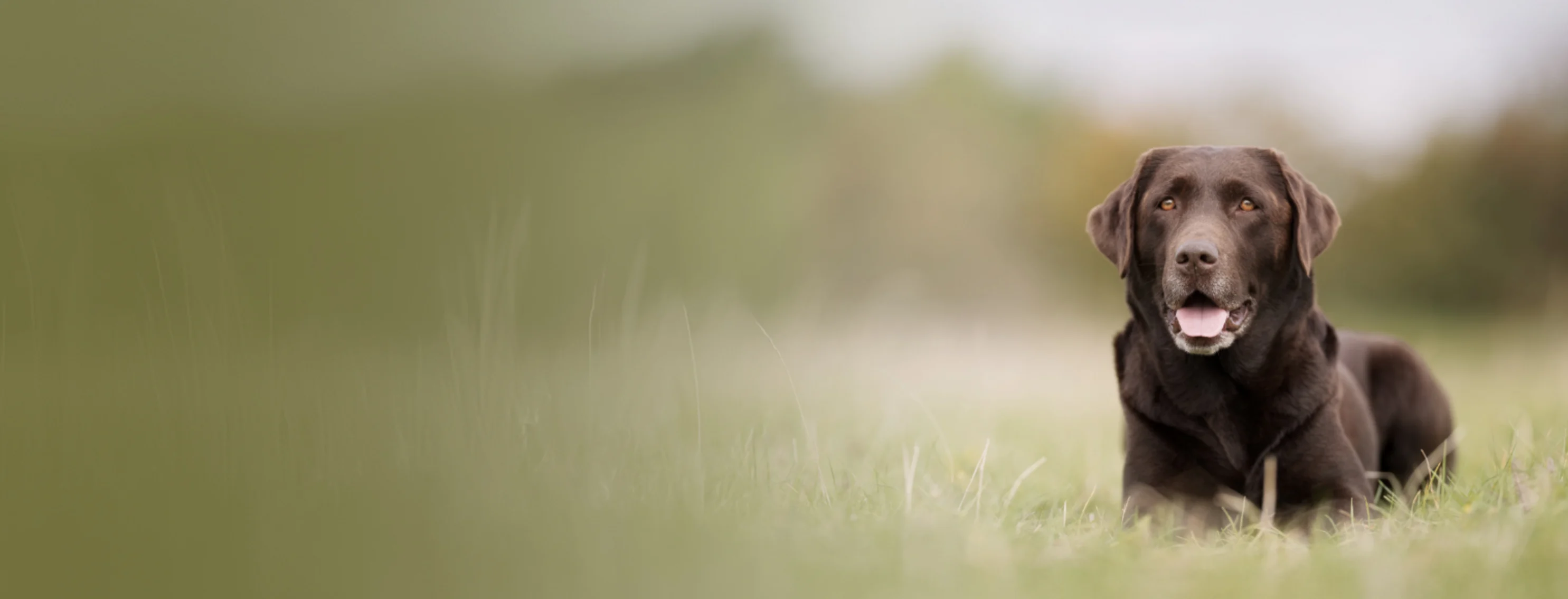 Brown Labrador Retriever Dog Sitting in Grass Brown Labrador Retriever Dog Sitting in Grass