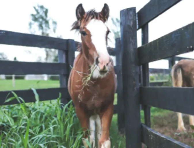 A photo of a horse standing in a pasture