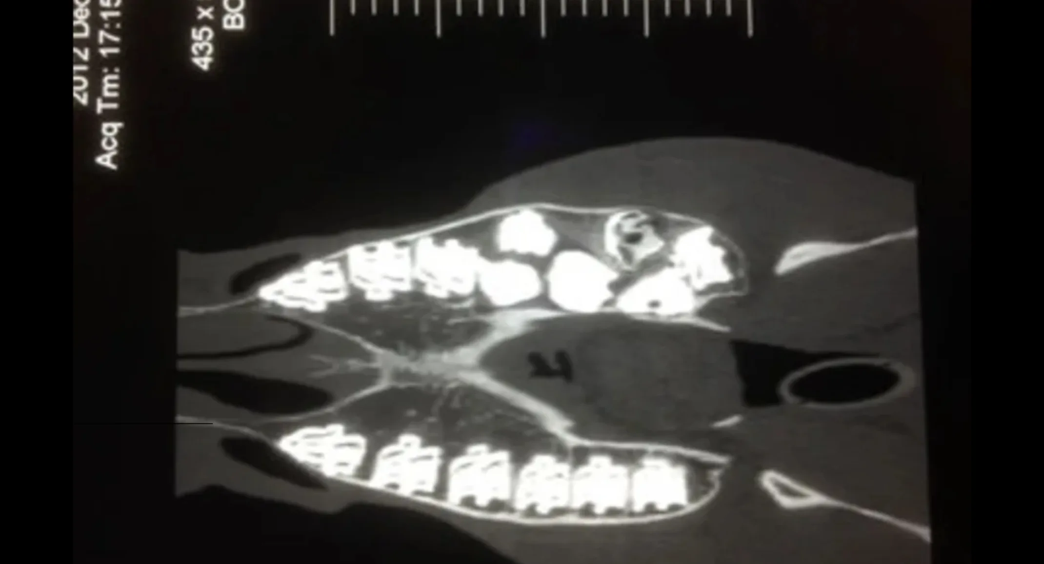 Dental Radiograph of a Horse