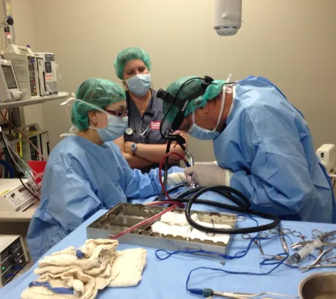 a team performing soft tissue surgery at the Animal Specialty & Emergency Center of Brevard