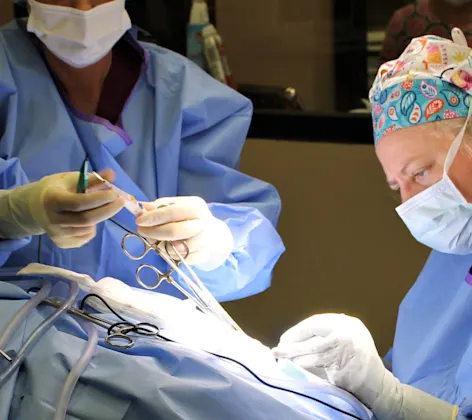 Vets performing surgical operation Vets performing surgical operation