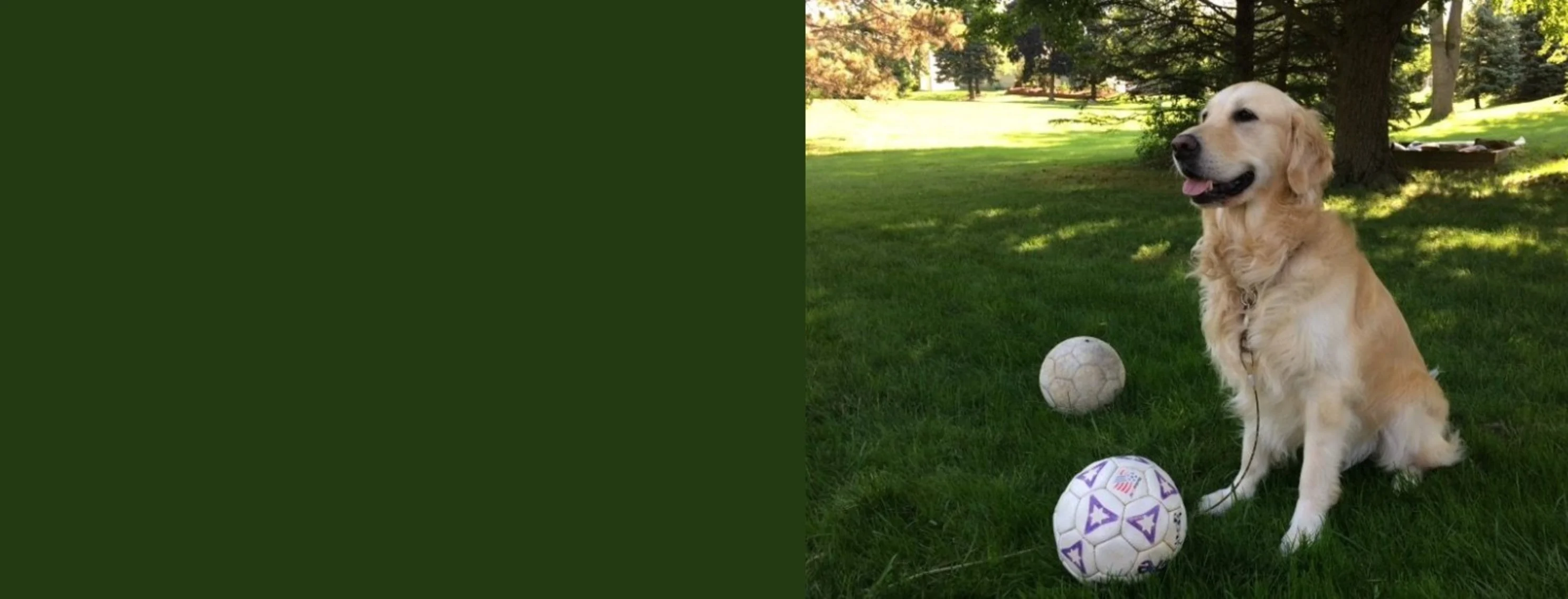 Golden retriever with soccer ball Golden retriever with soccer ball