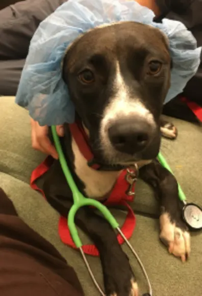 Abby Pet Hospital - Surgery -Dog Abby Pet Hospital - Surgery -Dog