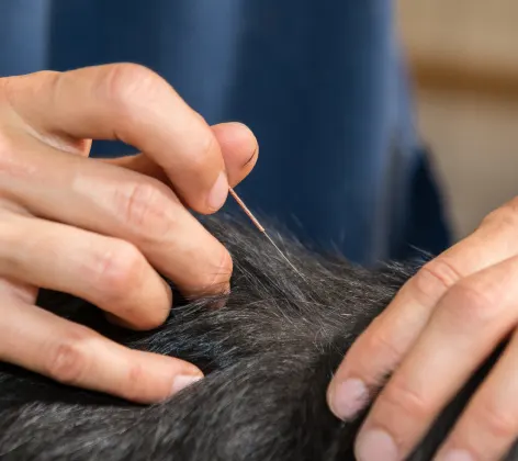 A close view of a veterinary professional performing acupuncture on a pet