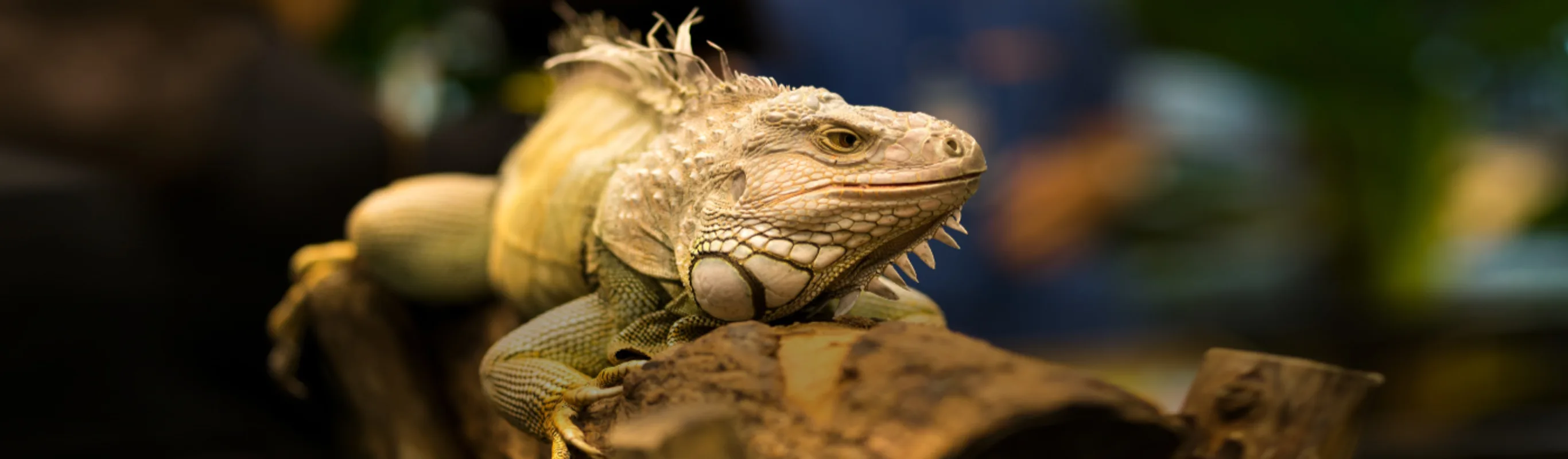 An Iguana Laying on a Log