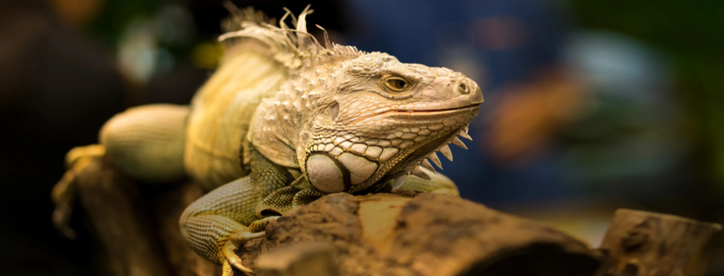 An Iguana Laying on a Log An Iguana Laying on a Log