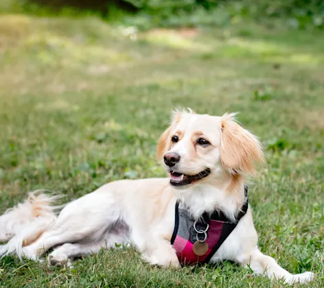 A dog with a plaid vest A dog with a plaid vest