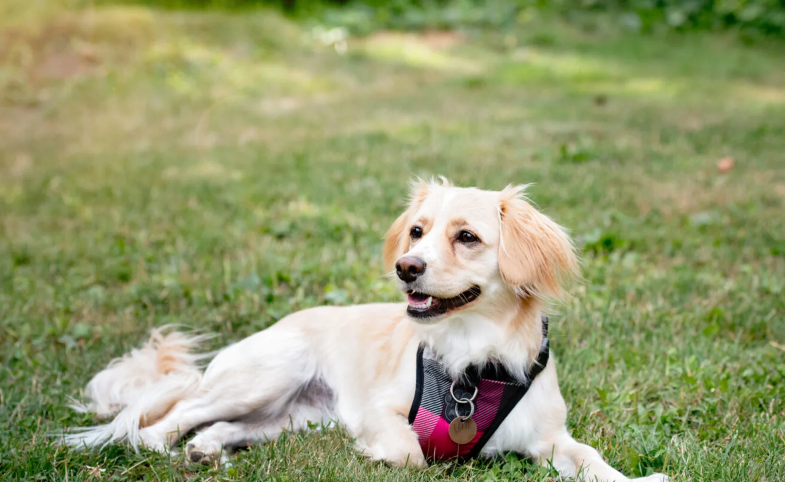 A dog with a plaid vest A dog with a plaid vest