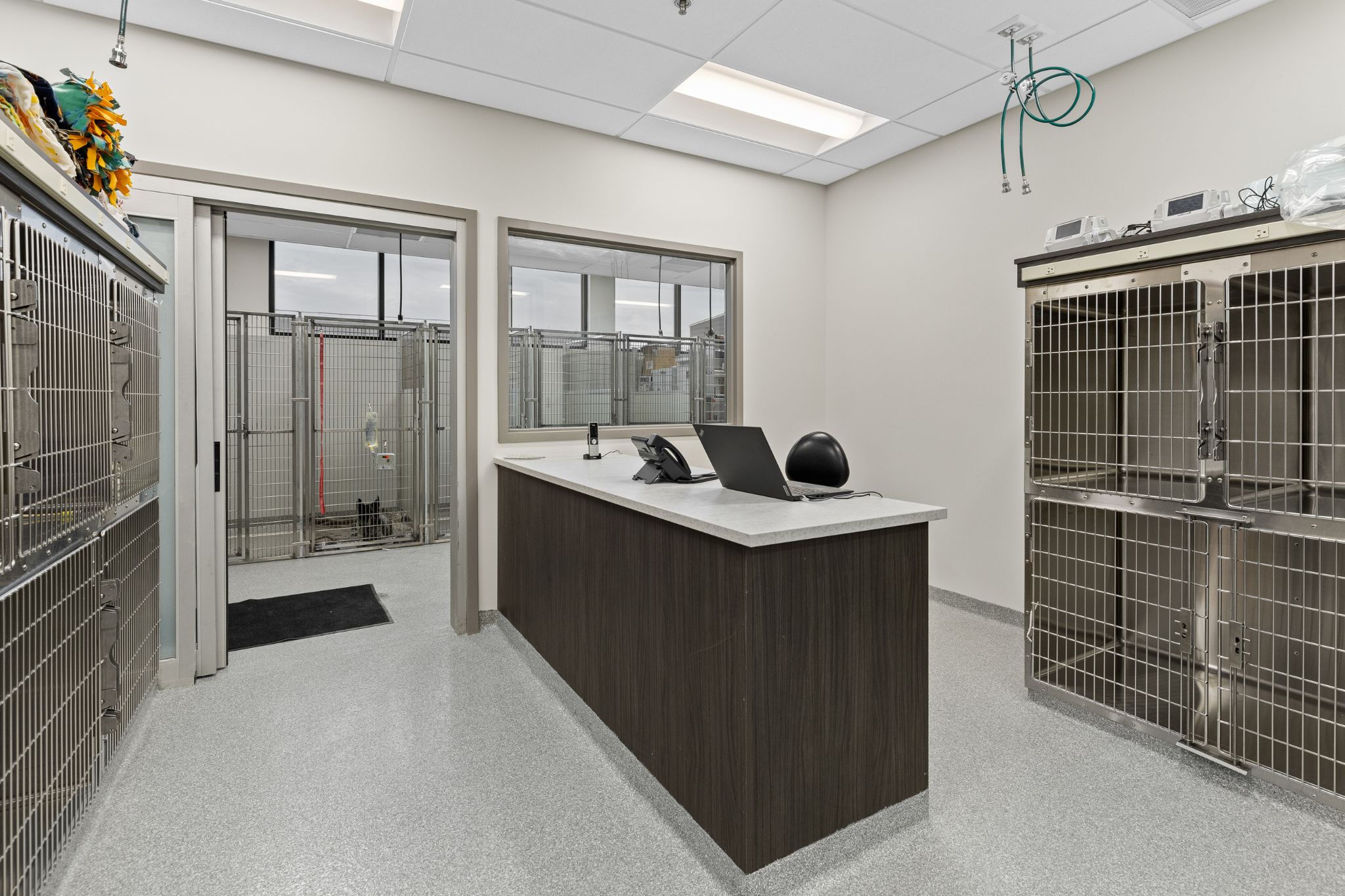 Spacious dog kennels at Animal Clinic of Rapid City 